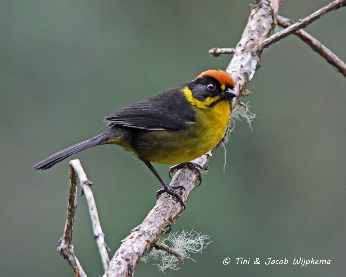 Bolivian Brushfinch - Tini & Jacob Wijpkema