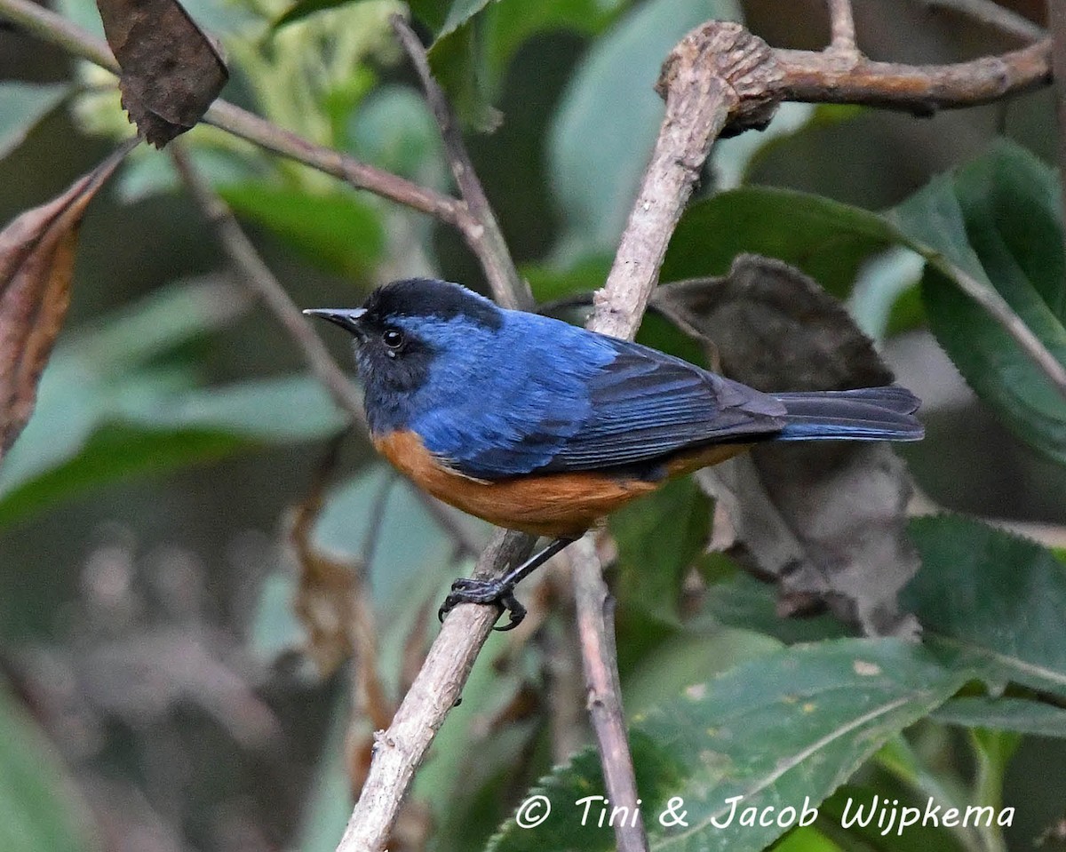 Blue-backed Conebill - ML205799801