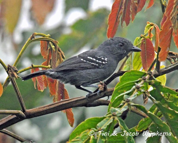 Upland Antshrike - Tini & Jacob Wijpkema