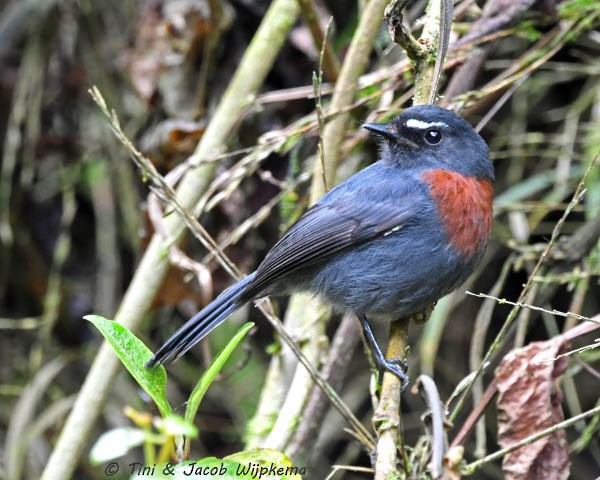 Maroon-belted Chat-Tyrant - ML205799941