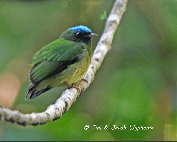 Blue-capped Manakin (Exquisite) - ML205800061