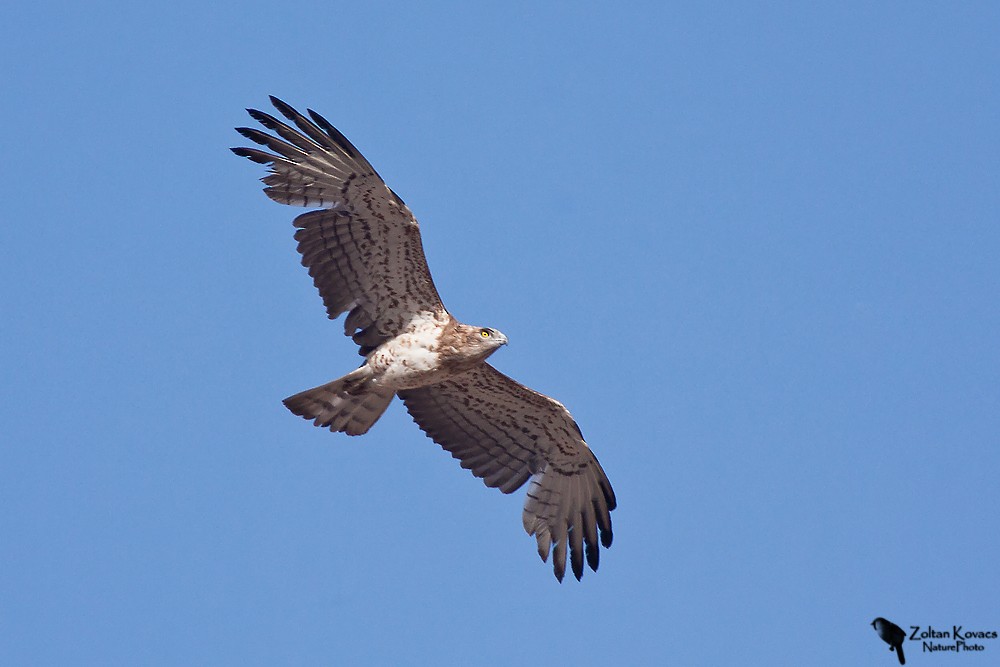 Short-toed Snake-Eagle - ML205800151