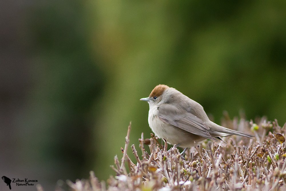 Eurasian Blackcap - Zoltan Kovacs