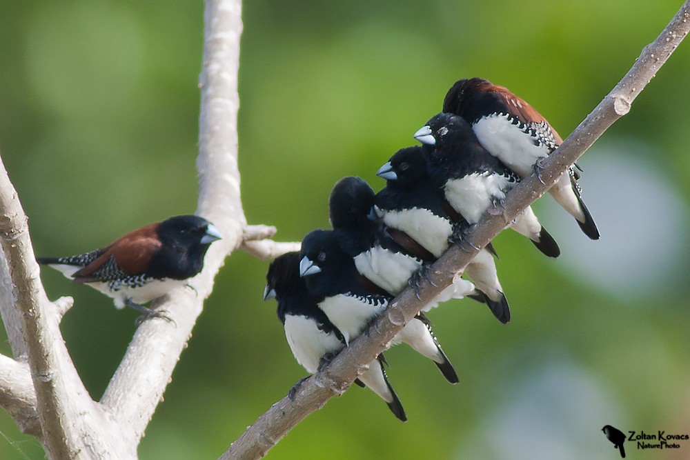 Capuchino Bicolor - ML205800391