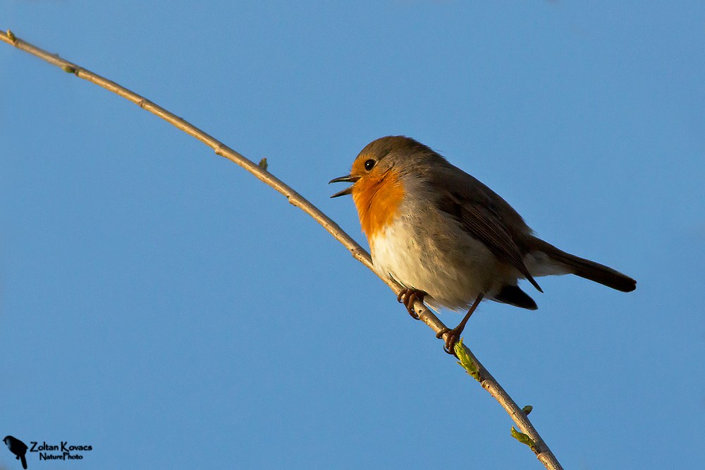 European Robin - Zoltan Kovacs