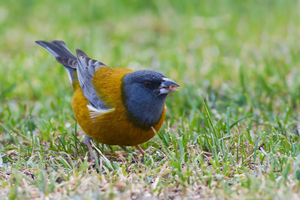 Peruvian Sierra Finch - ML205800651