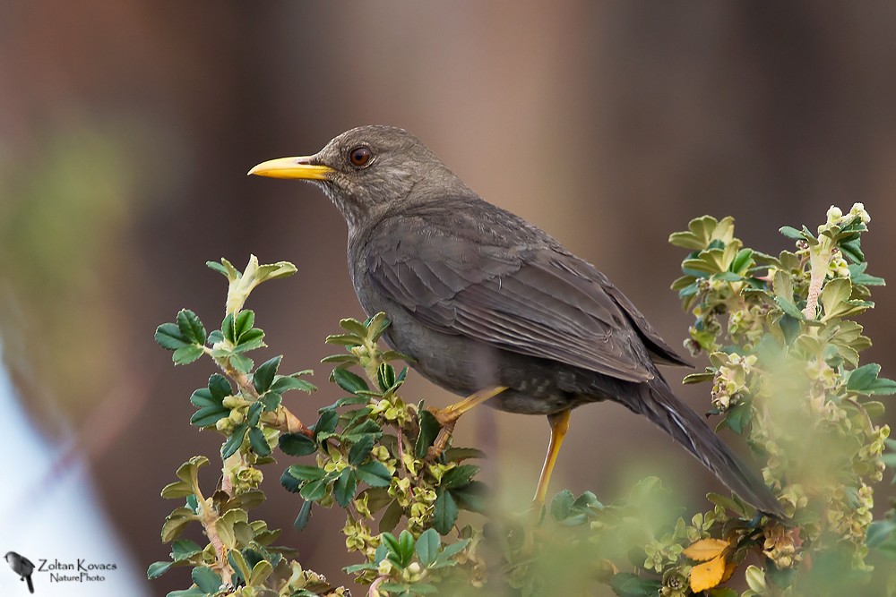 Chiguanco Thrush - ML205800681