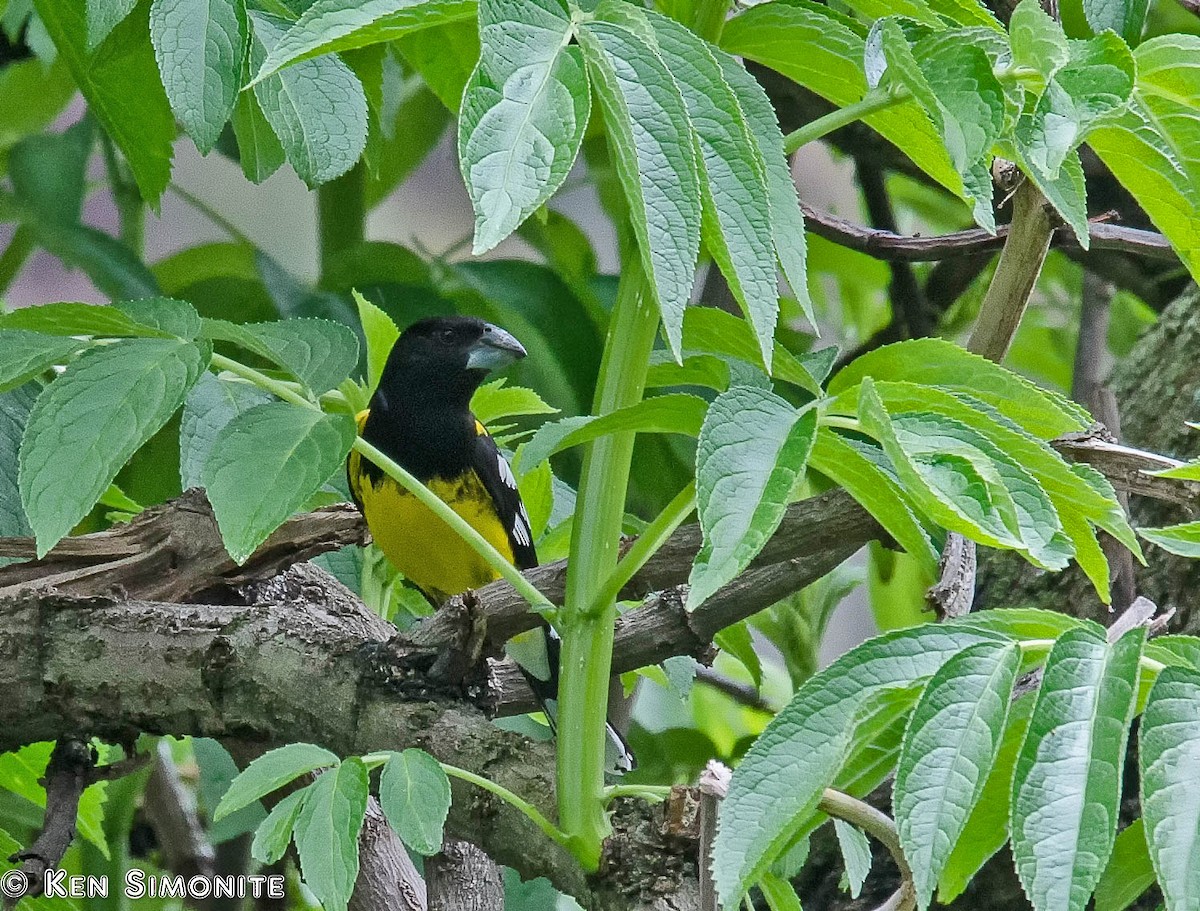 Black-backed Grosbeak (Yellow-rumped) - Ken Simonite