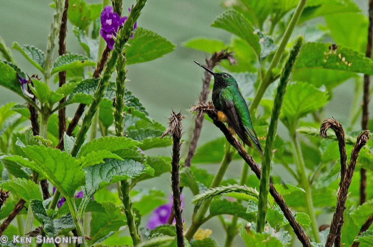 Rufous-booted Racket-tail - Ken Simonite