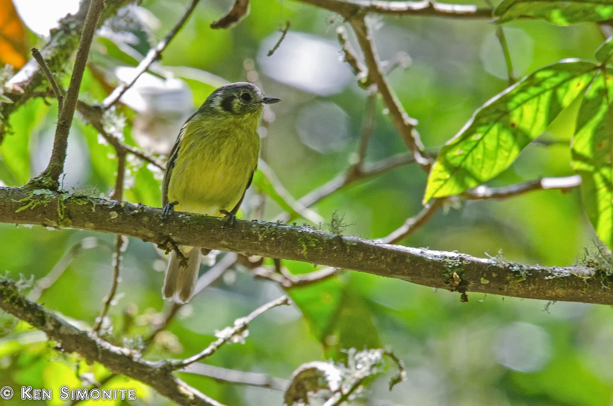 Ashy-headed Tyrannulet - Ken Simonite