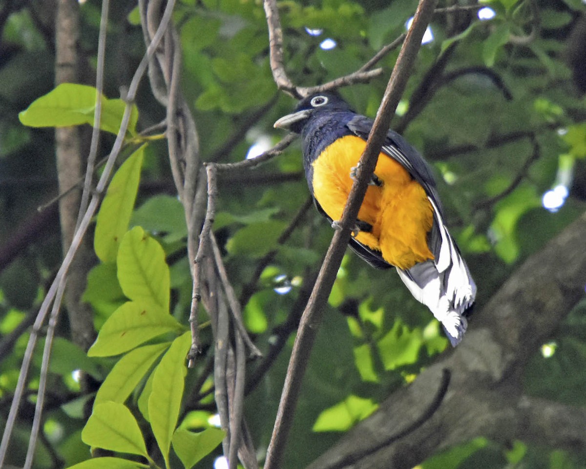 Green-backed Trogon - ML205801431