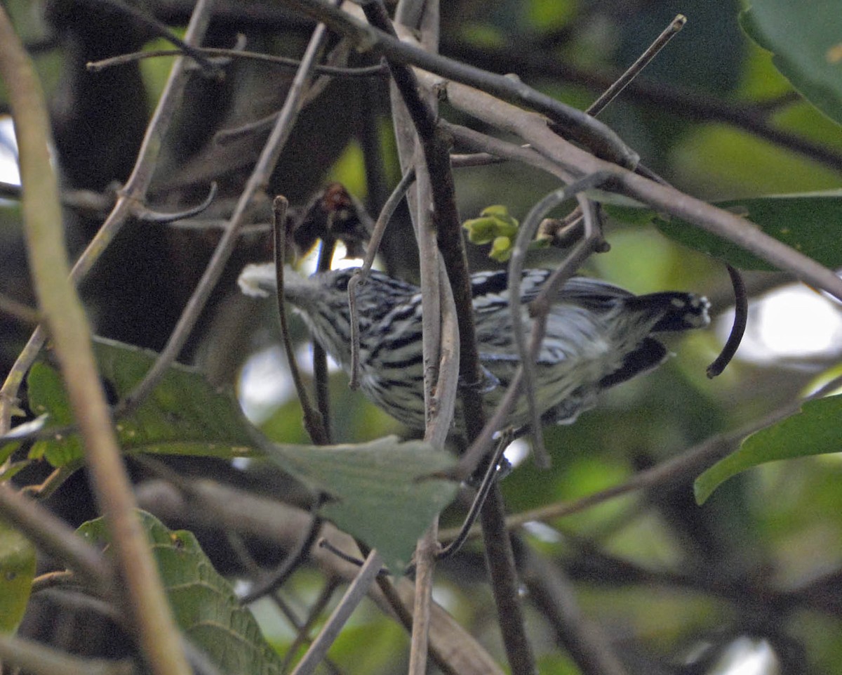 Amazonian Streaked-Antwren - Tini & Jacob Wijpkema