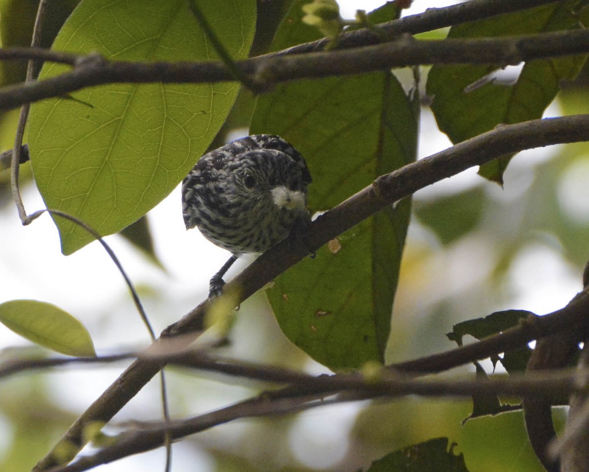 Amazonian Streaked-Antwren - ML205801451