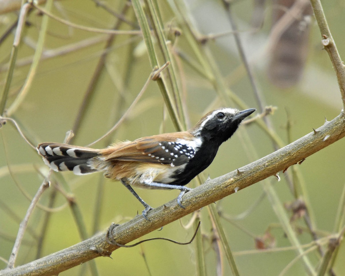 Rusty-backed Antwren - ML205801491