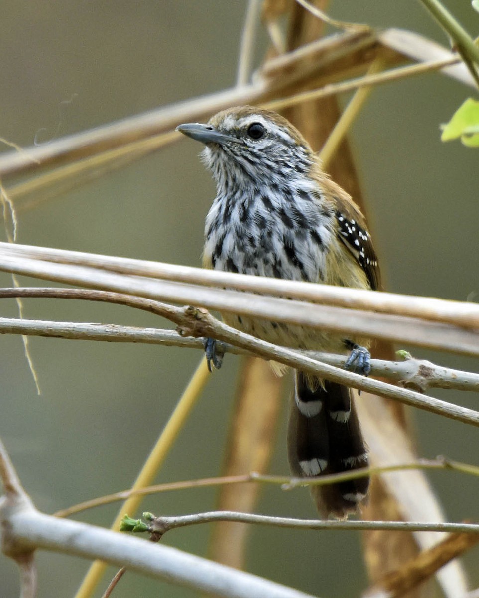 Rusty-backed Antwren - ML205801501
