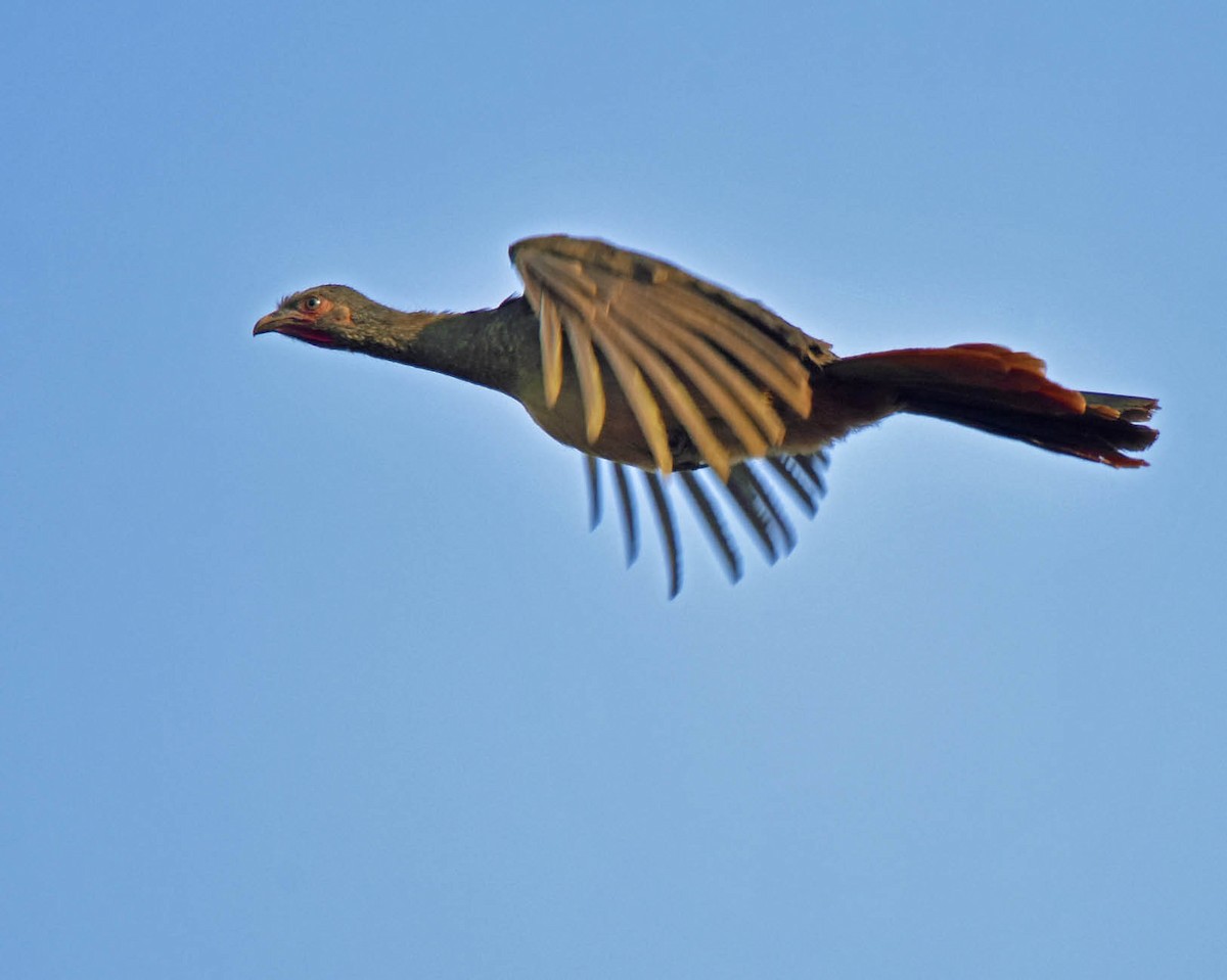 Chachalaca Charata - ML205801541