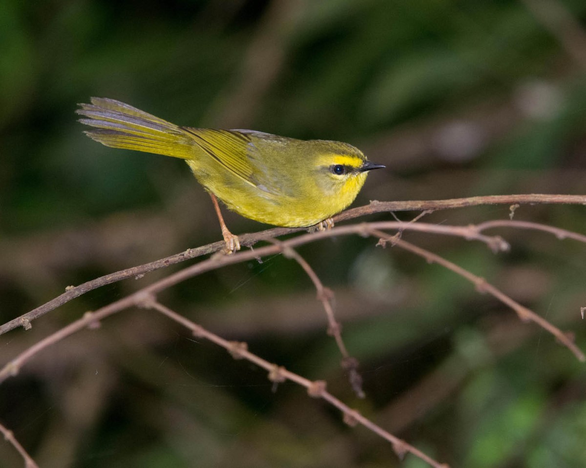 Pale-legged Warbler - ML205801641