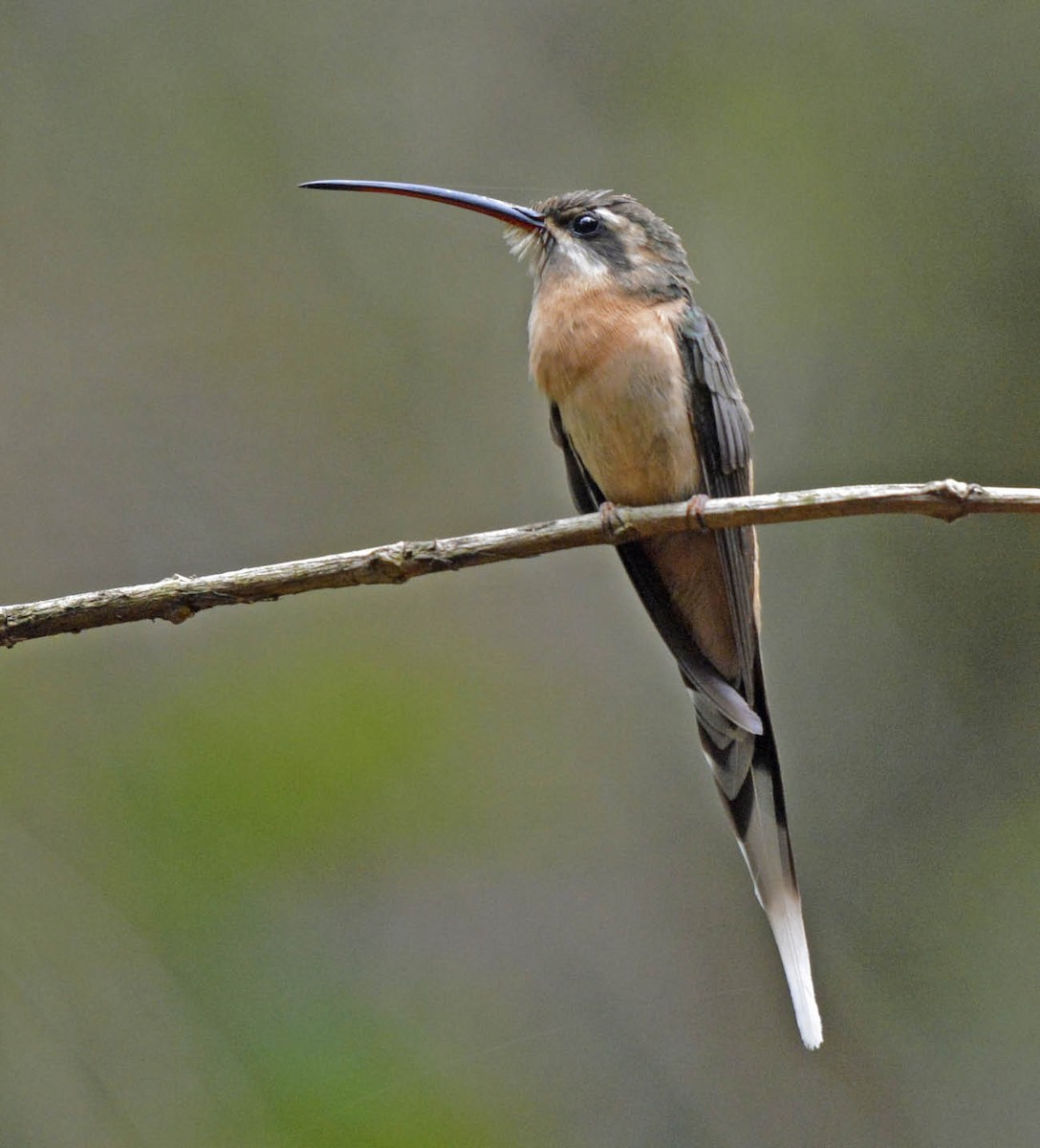 Planalto Hermit - ML205801741