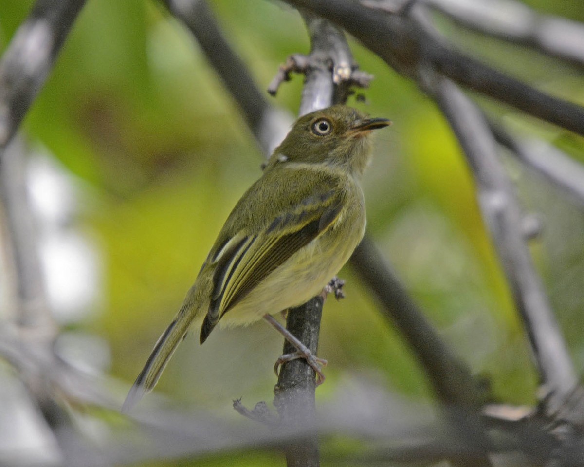 Yungas Tody-Tyrant - Tini & Jacob Wijpkema
