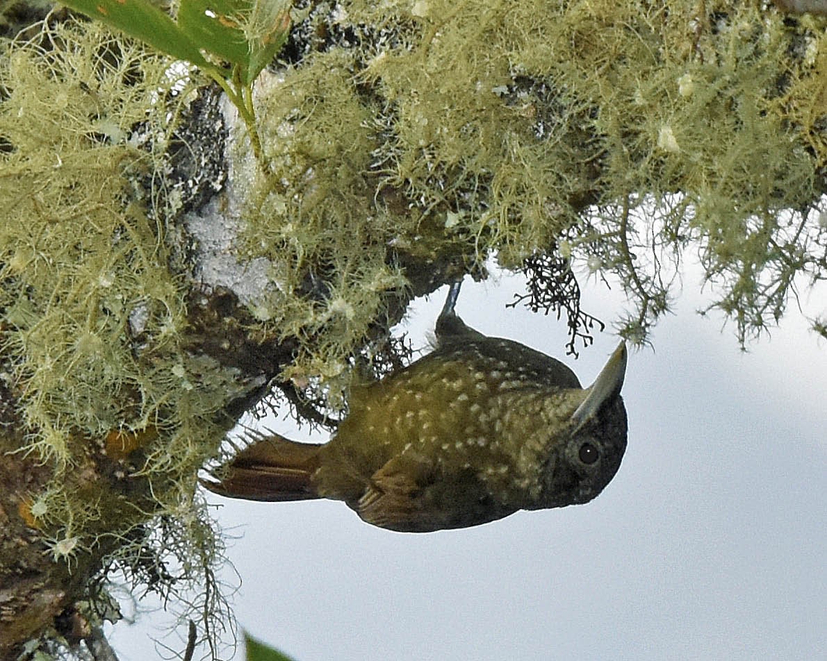 Yeşil Sırtlı Tırmaşık - ML205801861