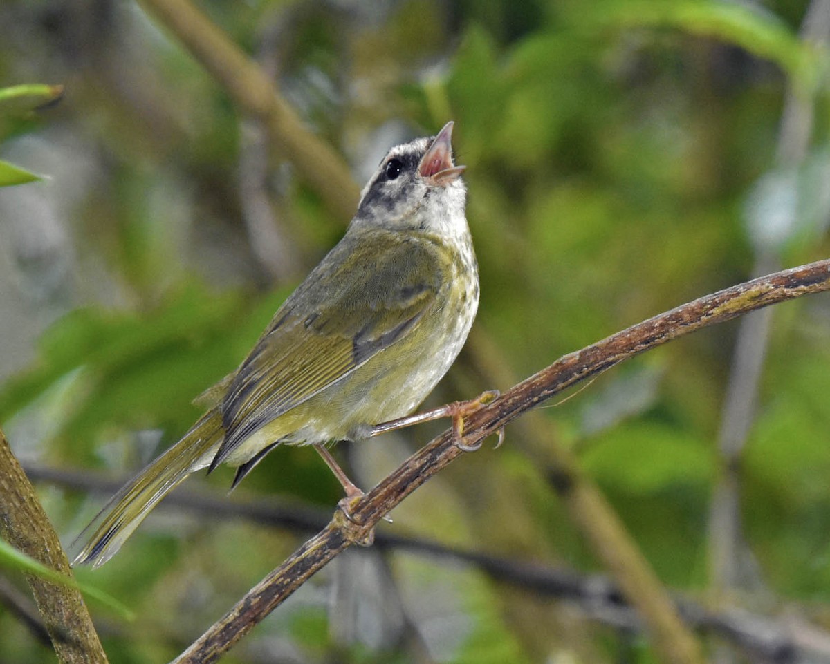 Reinita Cabecilistada (grupo punctipectus) - ML205801871