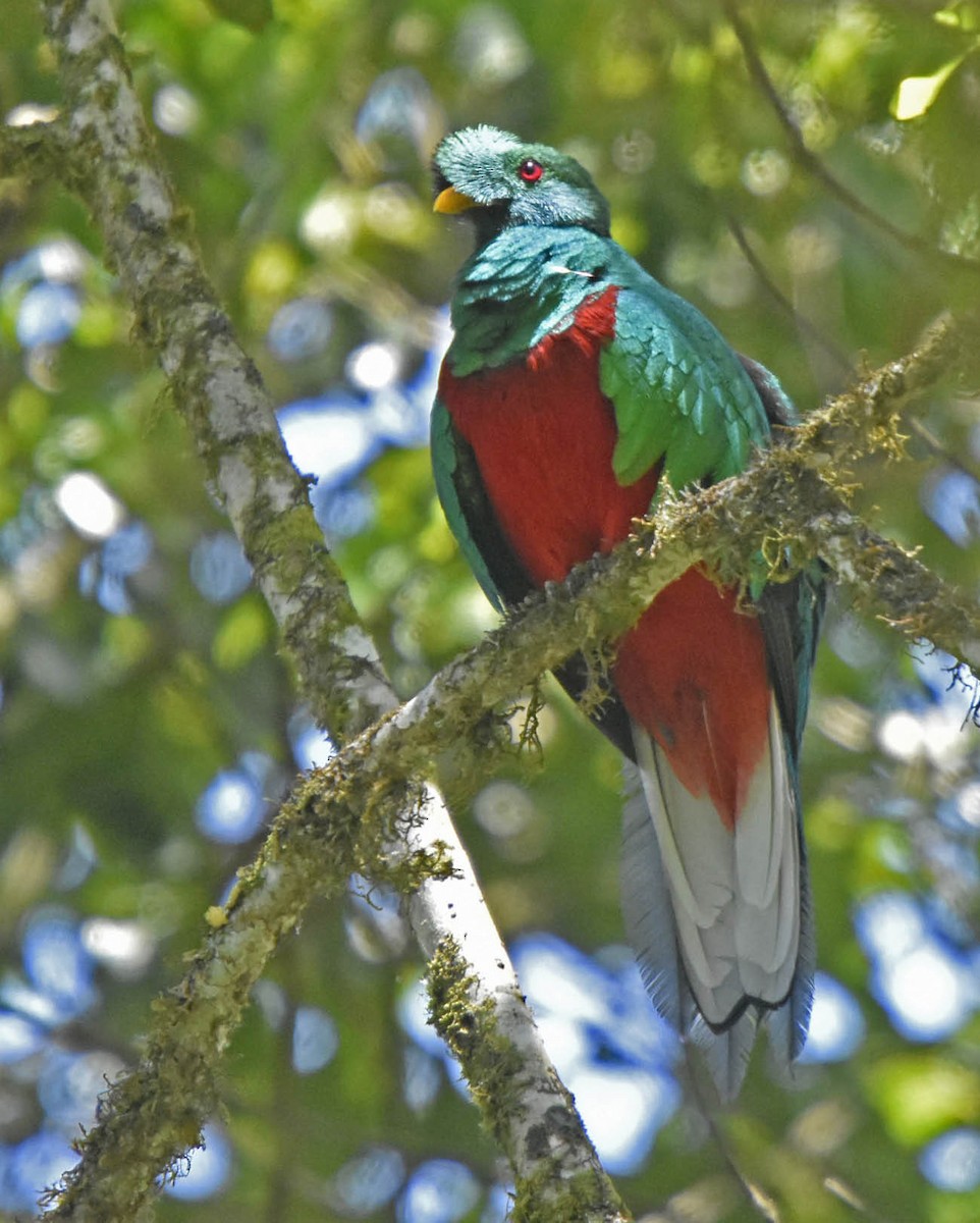 Quetzal Crestado - ML205801891