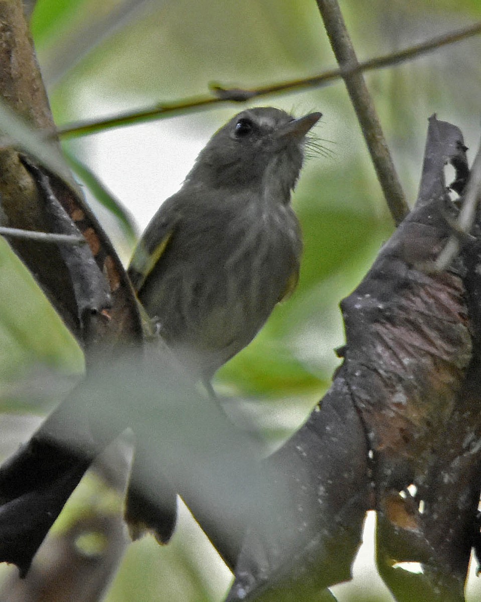 Flammulated Pygmy-Tyrant - ML205802041