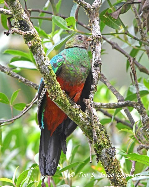 Golden-headed Quetzal - ML205802181