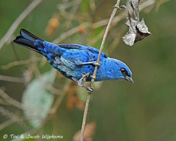 Blue-and-black Tanager (Spot-bellied) - Tini & Jacob Wijpkema
