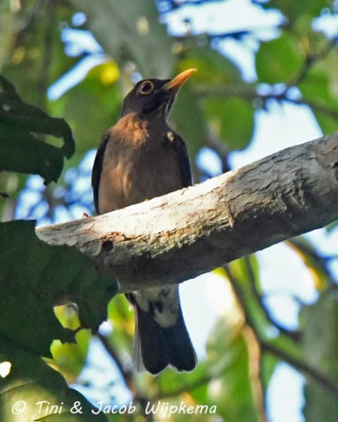 Lawrence's Thrush - ML205802301