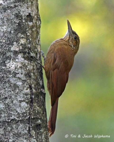 Ocellated Woodcreeper (Tschudi's) - Tini & Jacob Wijpkema