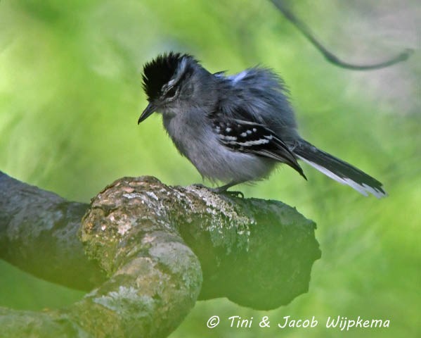 Black-capped Antwren - Tini & Jacob Wijpkema