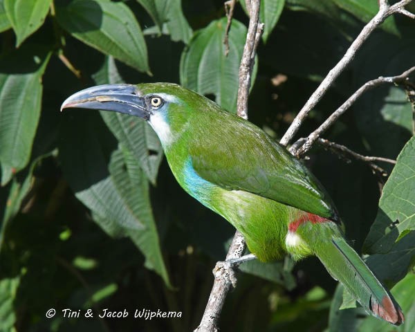 Blue-banded Toucanet - ML205802381