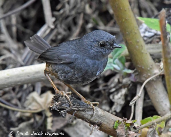 Trilling Tapaculo - ML205802401