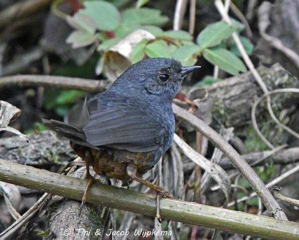 Trilling Tapaculo - ML205802411