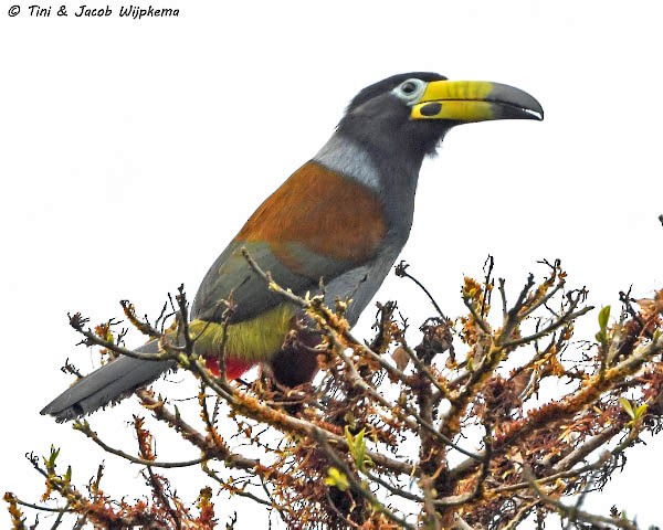 Hooded Mountain-Toucan - ML205802421