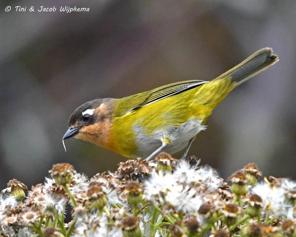 ヤブフウキンチョウ（fulvigularis） - ML205802431