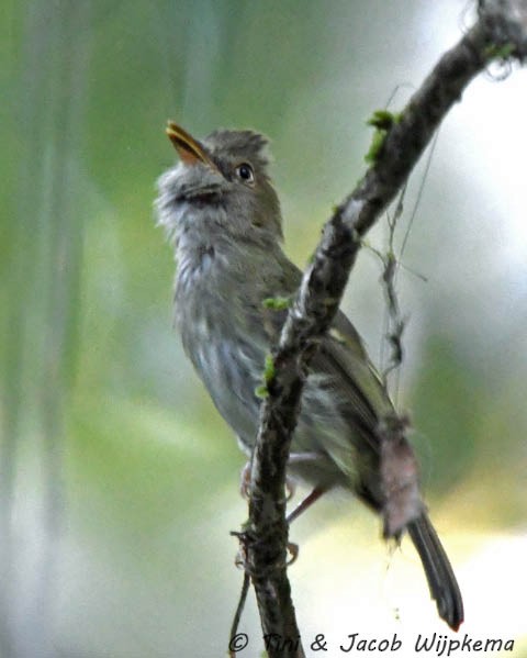 Snethlage's Tody-Tyrant (W of Madeira) - Tini & Jacob Wijpkema
