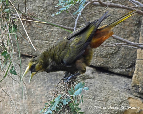 Dusky-green Oropendola - ML205802621