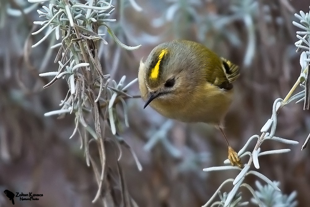 Goldcrest - Zoltan Kovacs