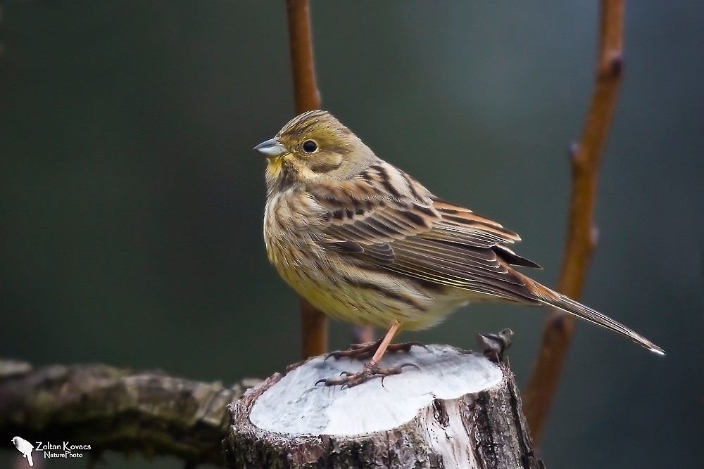 Yellowhammer - Zoltan Kovacs