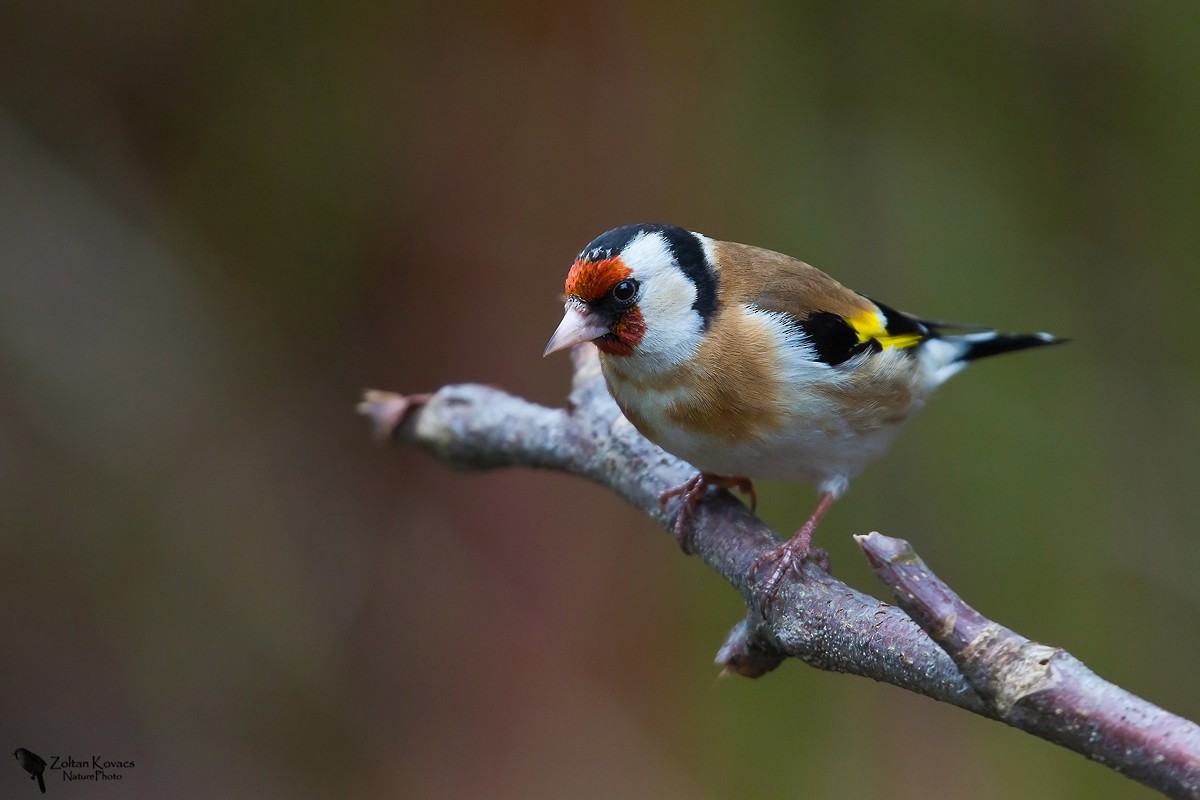 European Goldfinch - Zoltan Kovacs