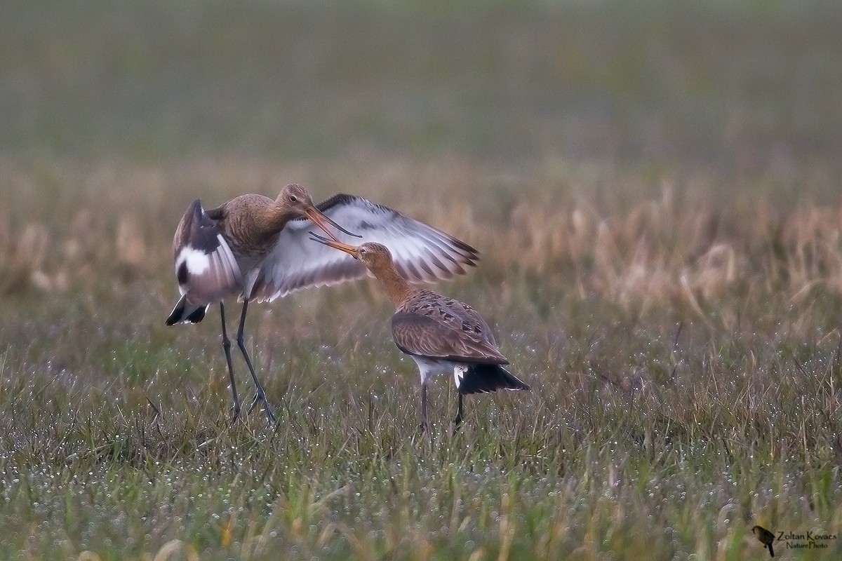 Black-tailed Godwit - ML205802821