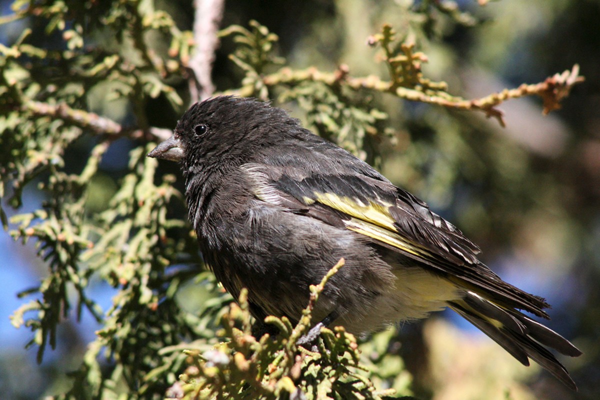 Black Siskin - ML205802961