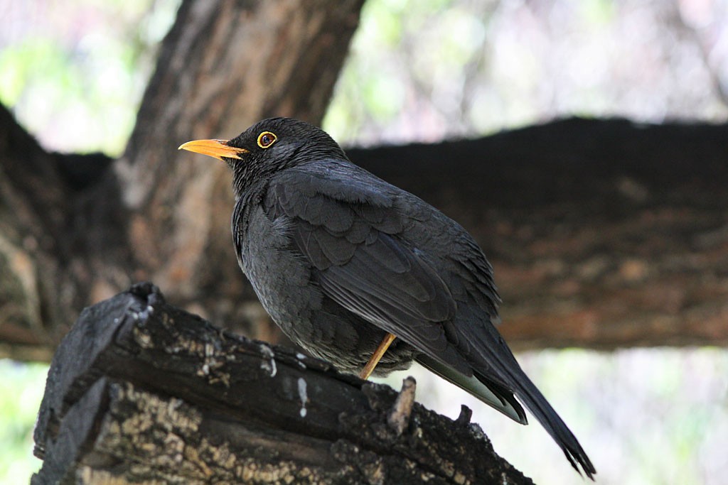 Great Thrush - ML205802971