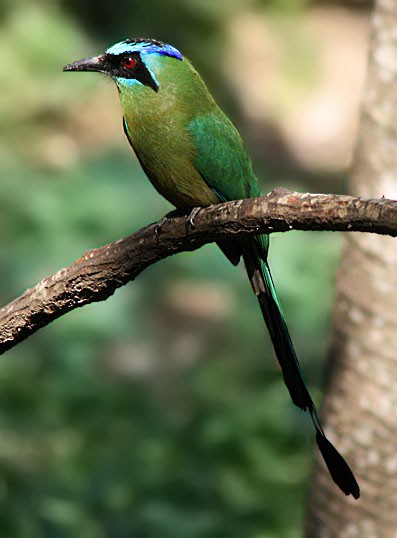 Amazonian Motmot - ML205802991