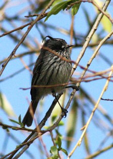 Tufted Tit-Tyrant - ML205803011