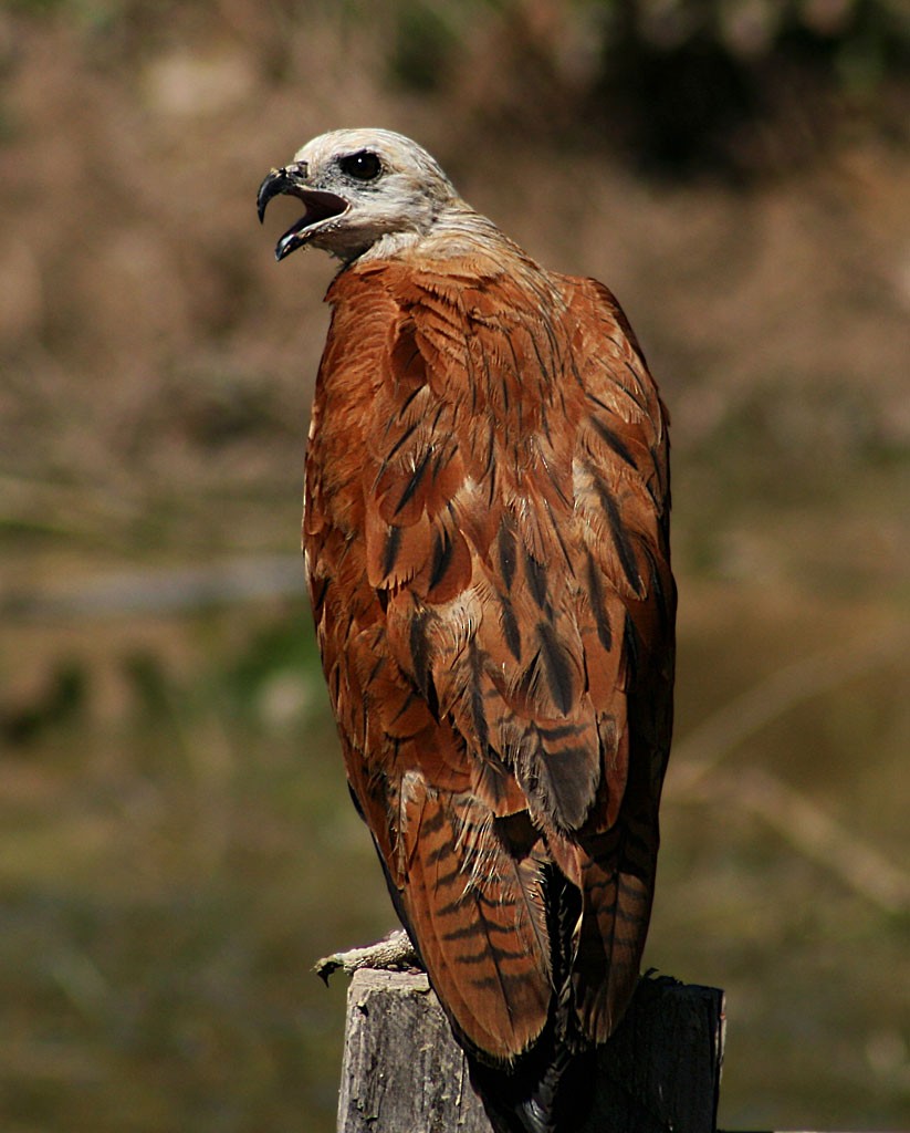 Black-collared Hawk - ML205803061