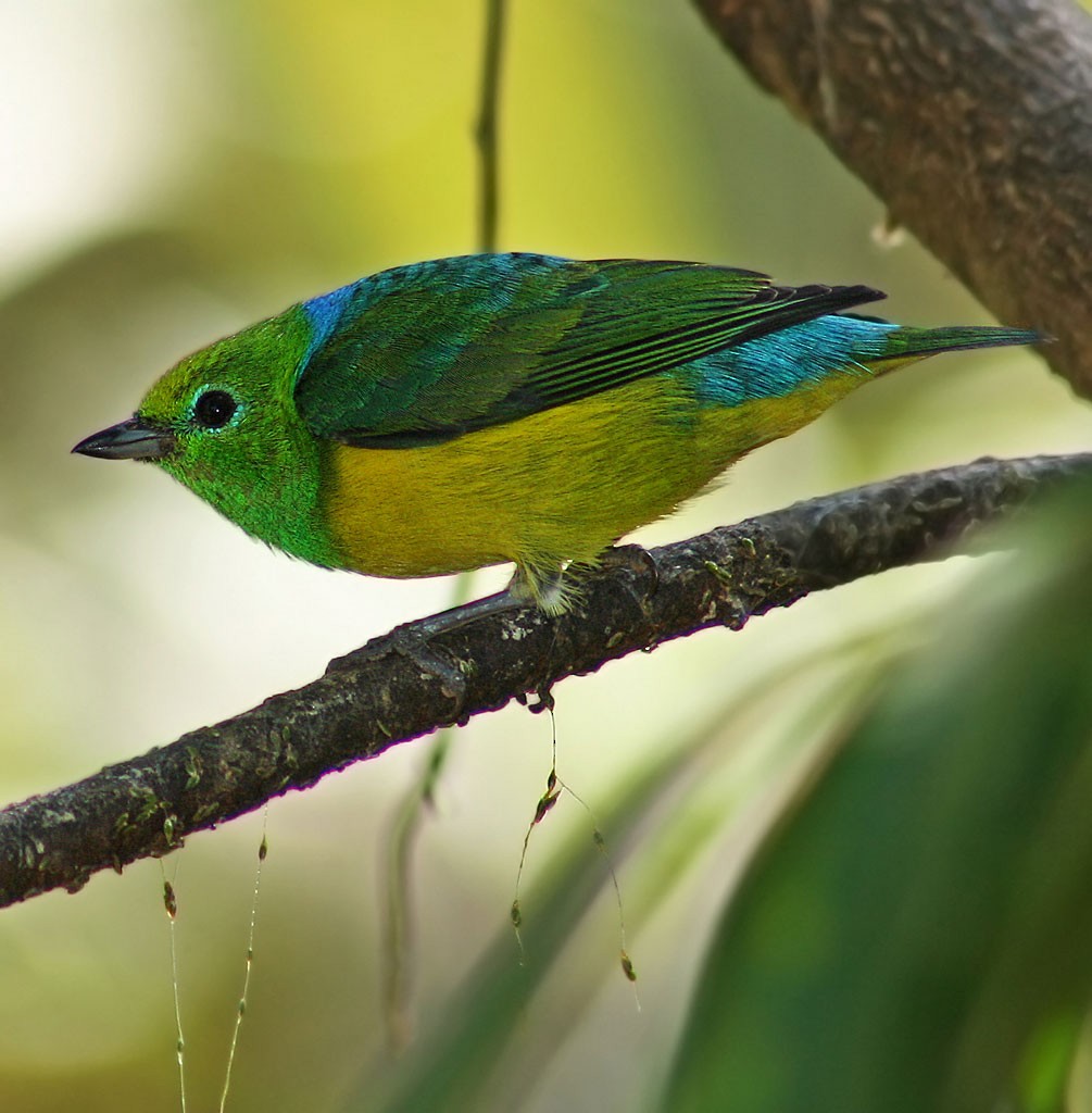 Blue-naped Chlorophonia - ML205803081