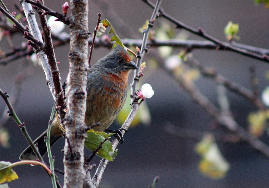 bylinorubec bělopásý - ML205803091